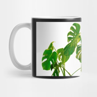 Monstera  green leaves and stems in casual fashion selective soft on white pot isolated on white background. Mug